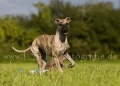 35 Windhund-Trio